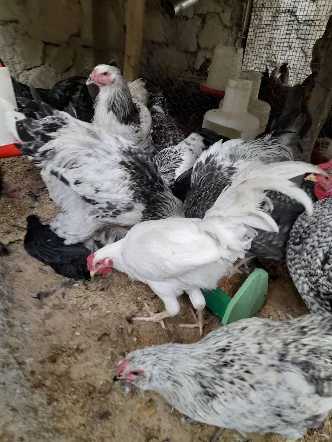 خروس محلی و گلین|حیوانات مزرعه|کن, |دیوار