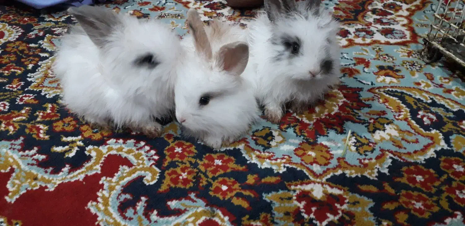 بچه خرگوش لپ پشمالو زیبا خوشگل|موش و خرگوش|زاهدان, |دیوار