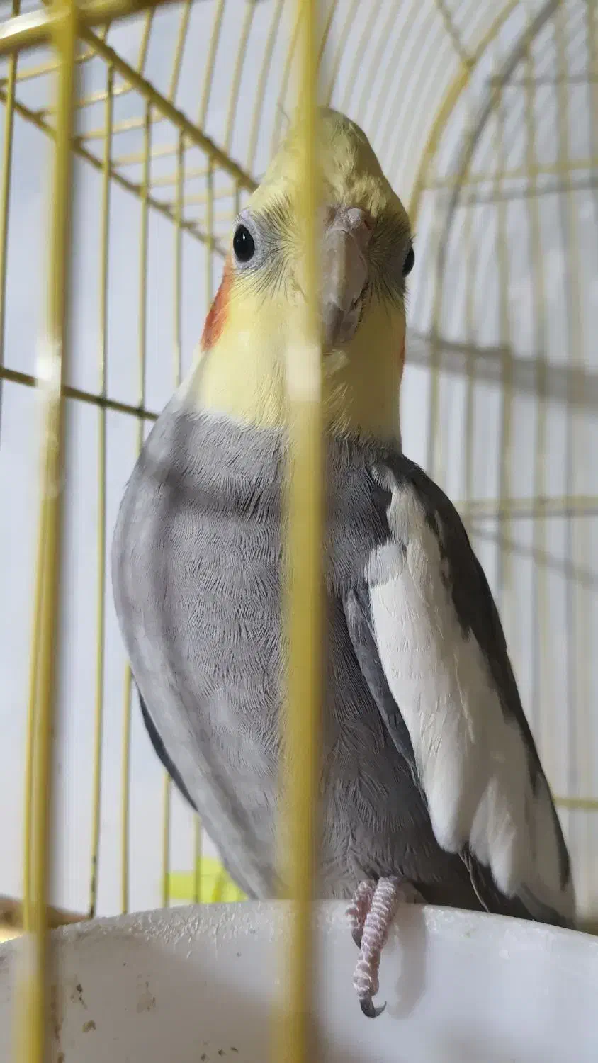 عروس هلندی نر بالغ|پرنده|رودسر, |دیوار