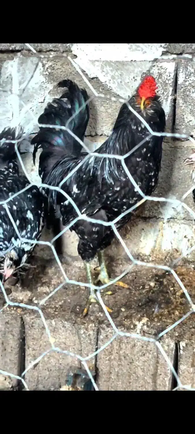 تخم نطفه دار مرغ های گلین درجه یک|حیوانات مزرعه|سمنان, |دیوار