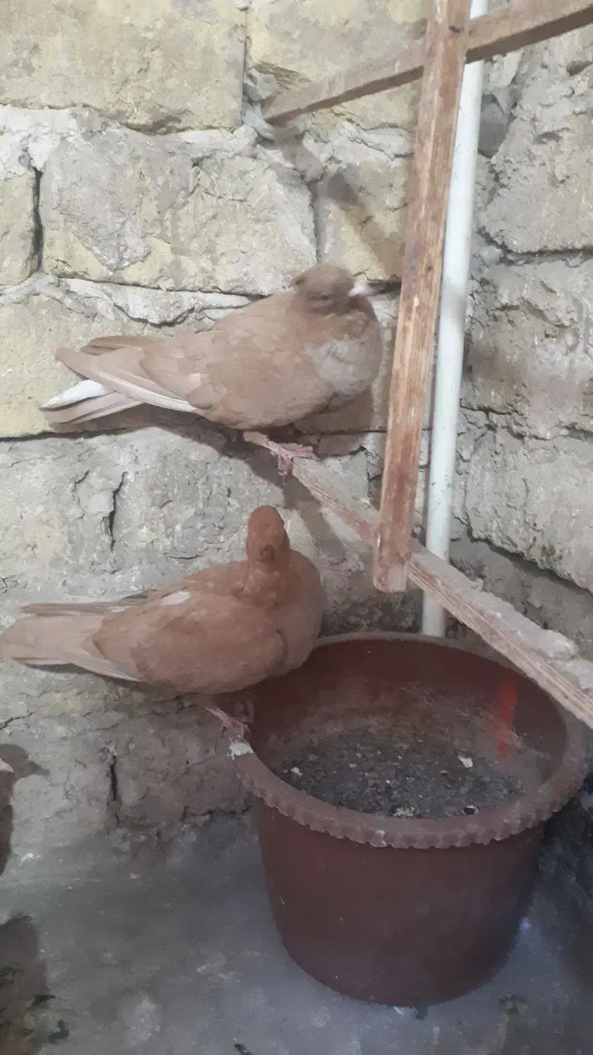 ۶تاجوجه زرد کاکلی و مرغ عشق|پرنده|مشهد, هدایت|دیوار