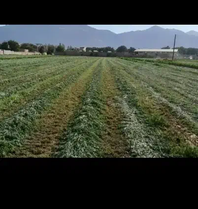 پرس شبدر چن سوم درجه 1|لوازم جانبی حیوانات|بروجرد, |دیوار