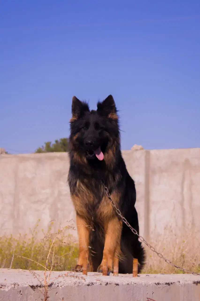 سگهای متخصص امداد گر (German)|سگ|تهران, فردوس|دیوار