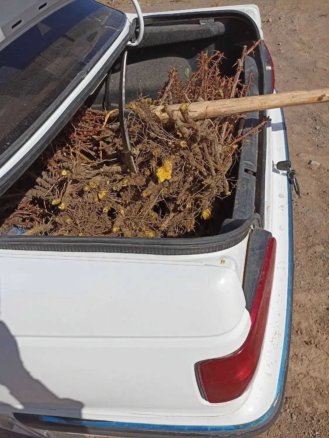 نهال زرشک وعناب از کشاورز|خدمات باغبانی و درختکاری|بیرجند, |دیوار