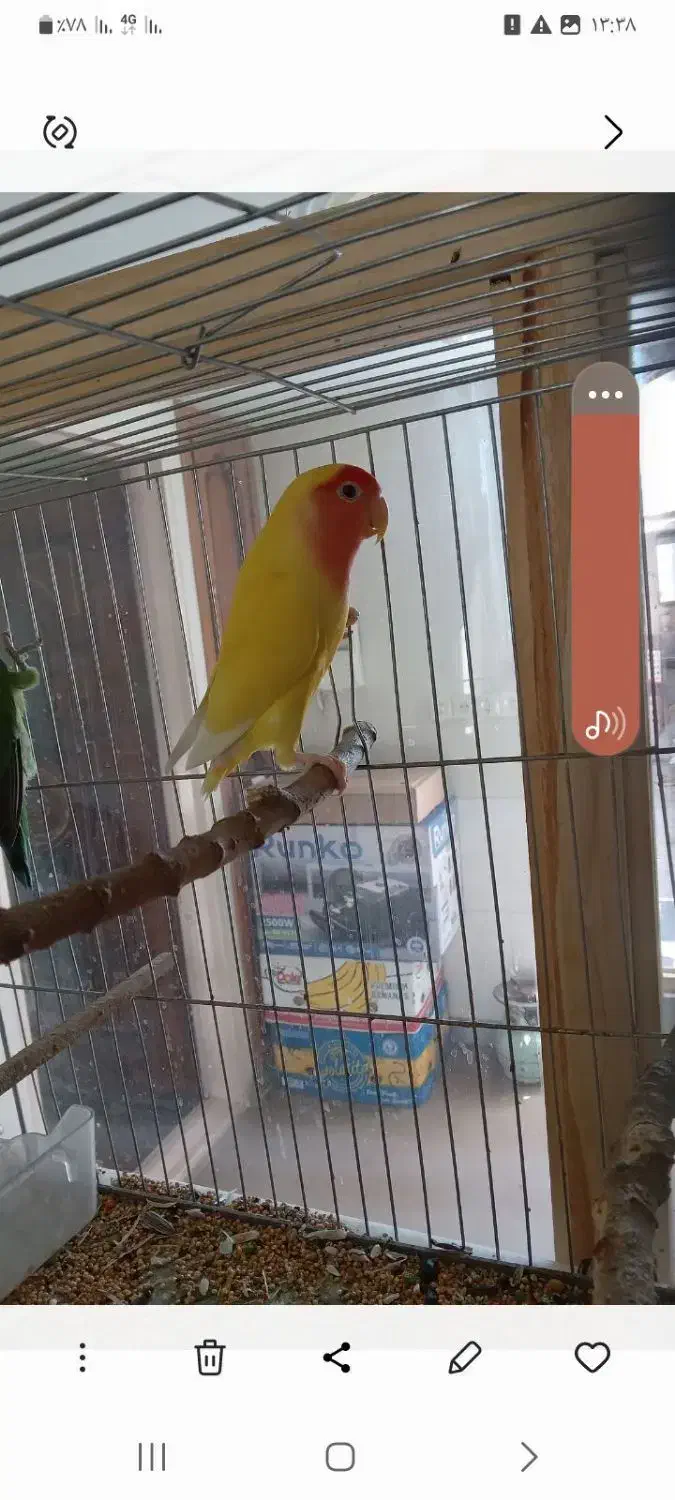 یک جفت طوطی برزیلی مولد|پرنده|بهار, |دیوار