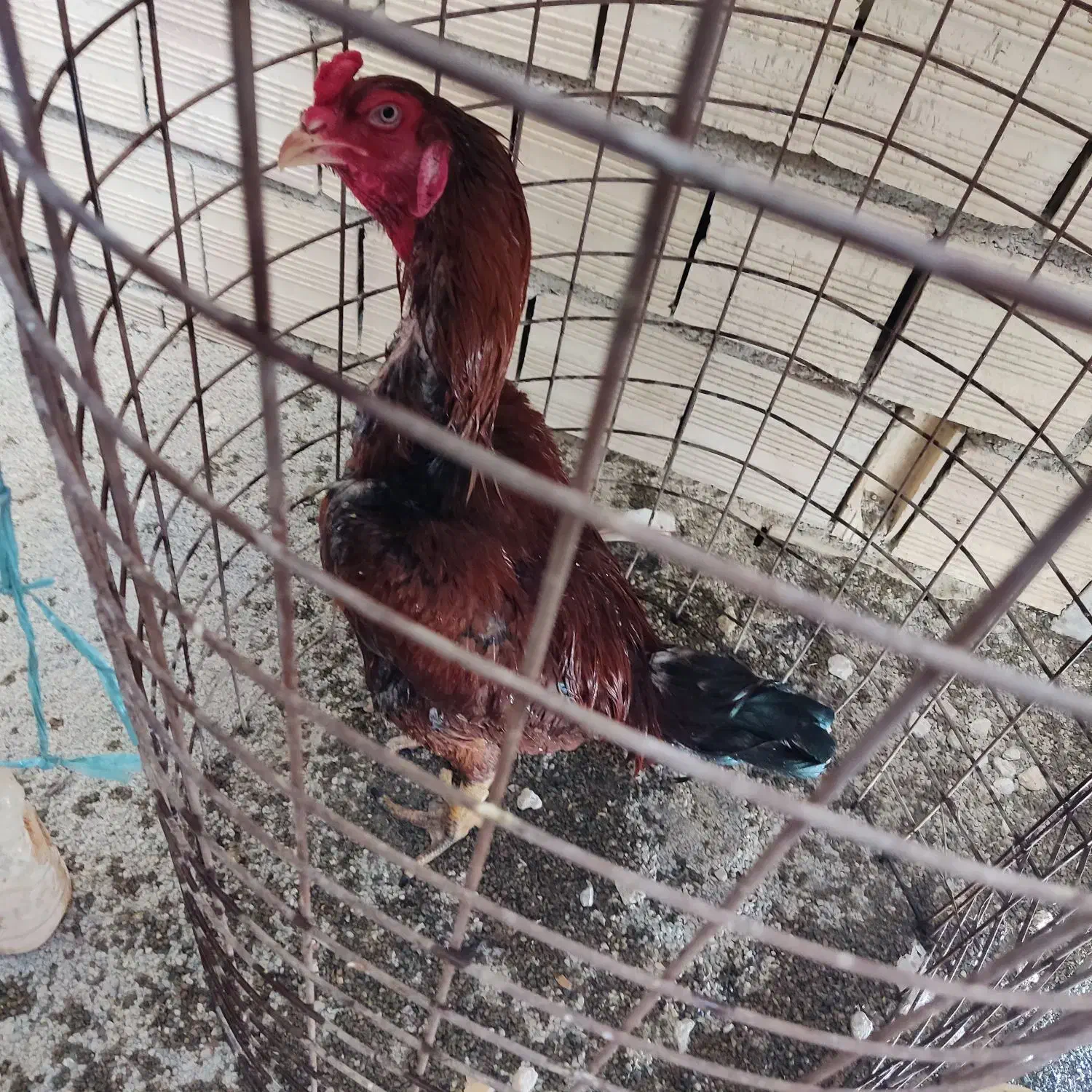 جوجه لاری خروس و مرغ لاری تخم مرغ نطفه دار لاری|حیوانات مزرعه|کرج, کیانمهر|دیوار