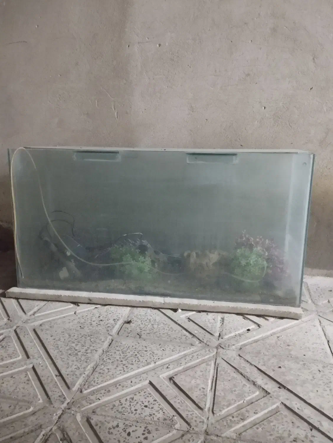 اکواریوم|ماهی|سنندج, |دیوار