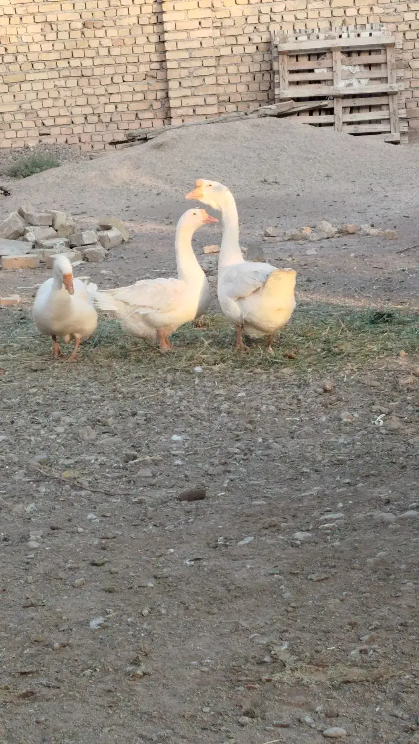 قوغاز سفید|حیوانات مزرعه|دشتابی, |دیوار