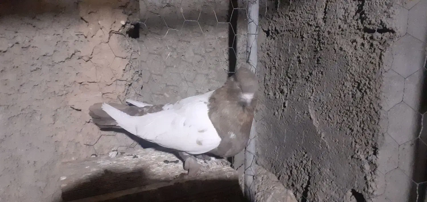 کبوترهمه چی تمام سرکله دار|پرنده|بسطام, |دیوار