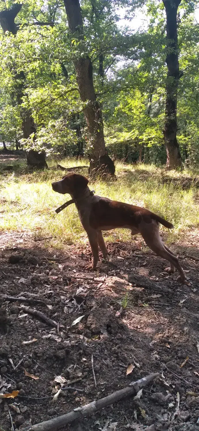 سگ شکاری دنبلانی|سگ|صادق آباد, |دیوار