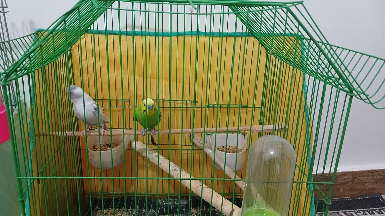 دو عدد مرغ عشق ویه عروس هلندی رام ،|پرنده|رشت, آب و برق|دیوار