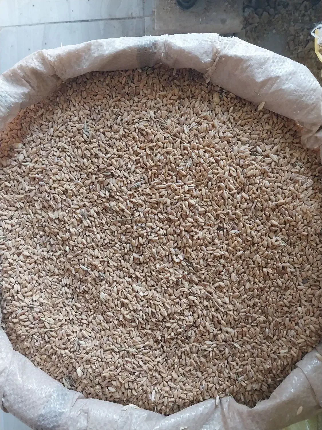 گندم دیم|لوازم جانبی حیوانات|تربت جام, مطهری|دیوار