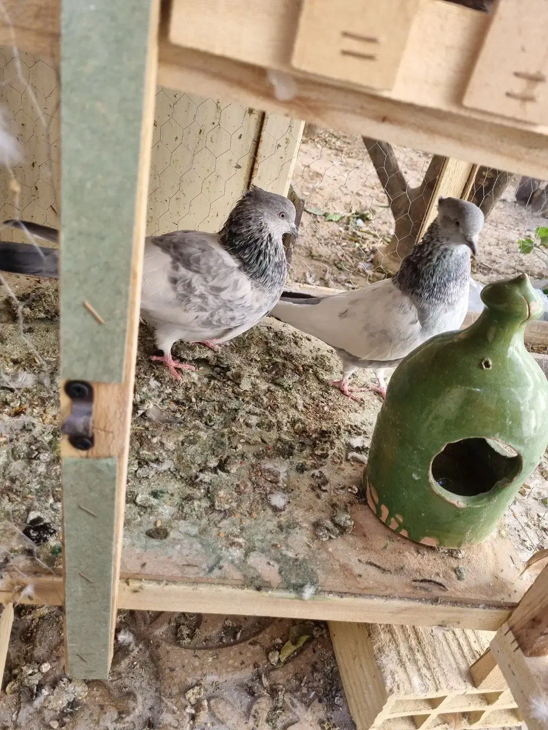 جفت سینه سبز نروماده|پرنده|شیراز, بازار|دیوار