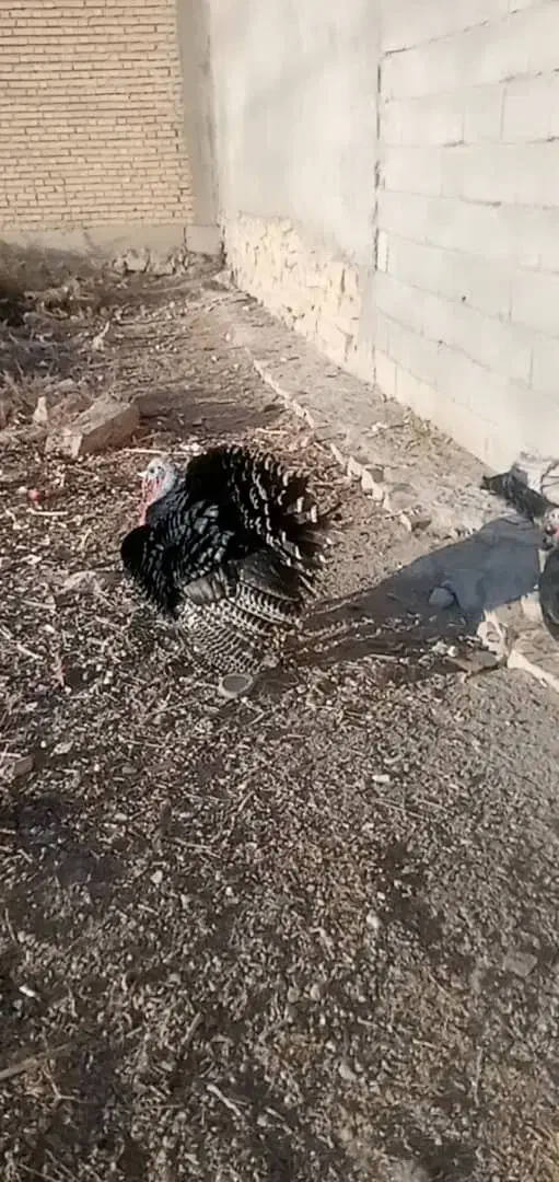 بوقلمون 2500|حیوانات مزرعه|دهدشت, |دیوار