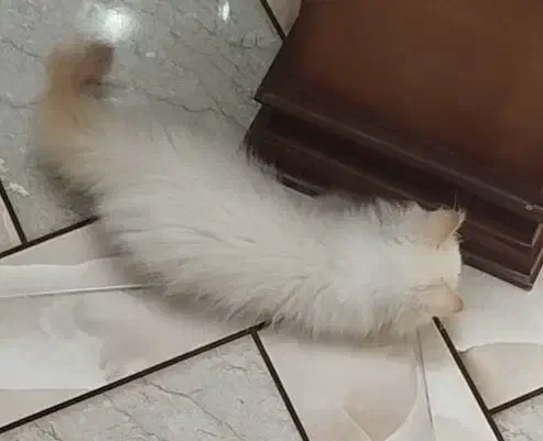 گربه ناز|گربه|قم, باغ کرباسی|دیوار