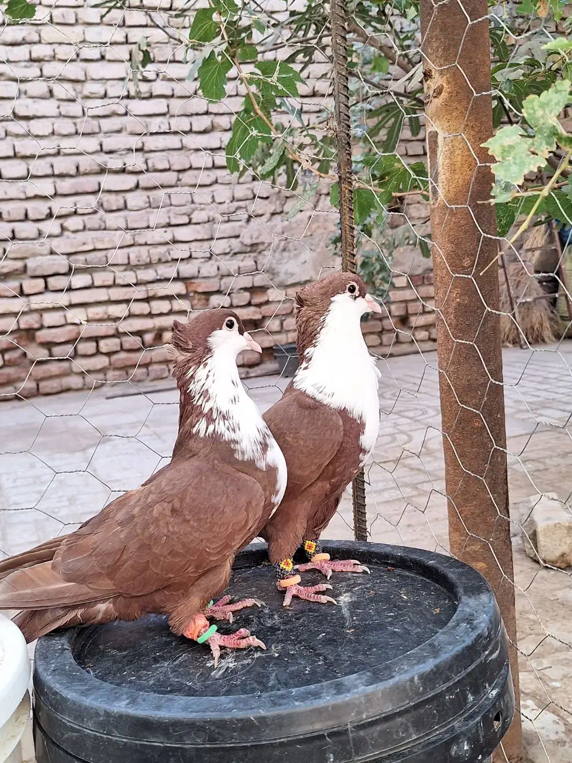 کفتر کبوتر کرواتی کرباتی|پرنده|مه ولات, |دیوار