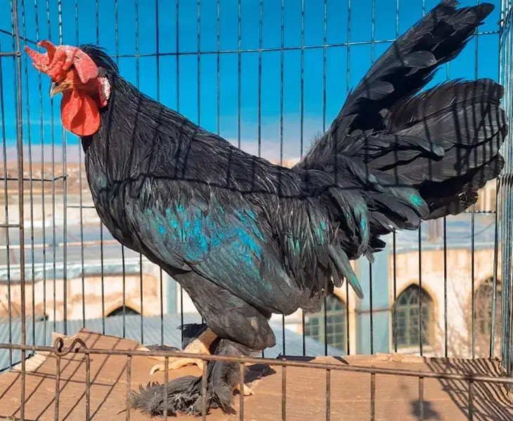 مرغ وخروس|حیوانات مزرعه|فولادشهر, زاینده رود|دیوار