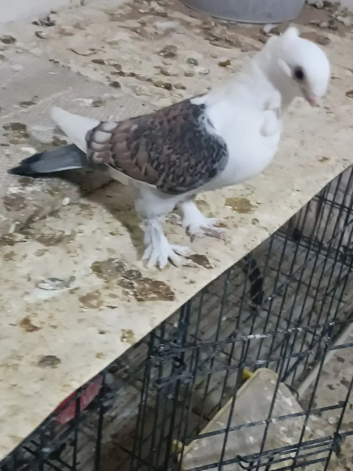 طاووسی|پرنده|مسجد سلیمان, |دیوار