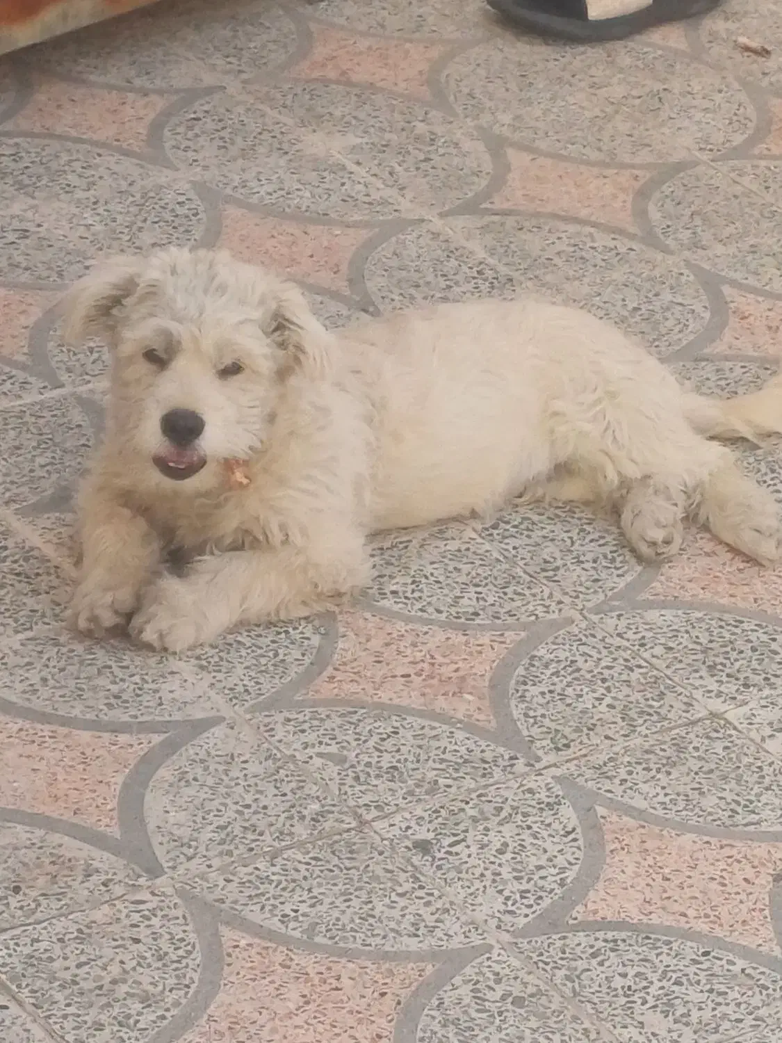 سگ پشمالو|سگ|خرمآباد, |دیوار