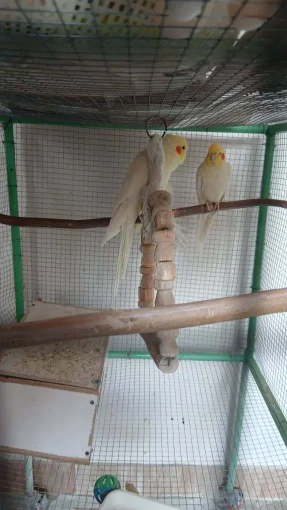 عروس هلندی مولد|پرنده|پاکدشت, پاکدشت (مامازند)|دیوار