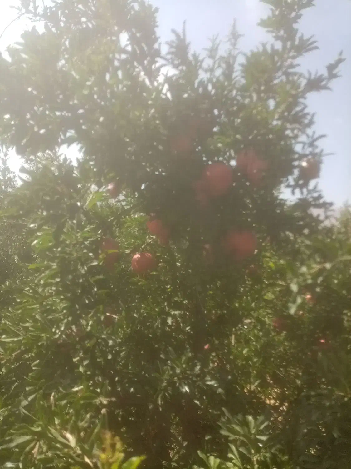 انار درجه یک|خوردنی و آشامیدنی|شیراز, تندگویان|دیوار
