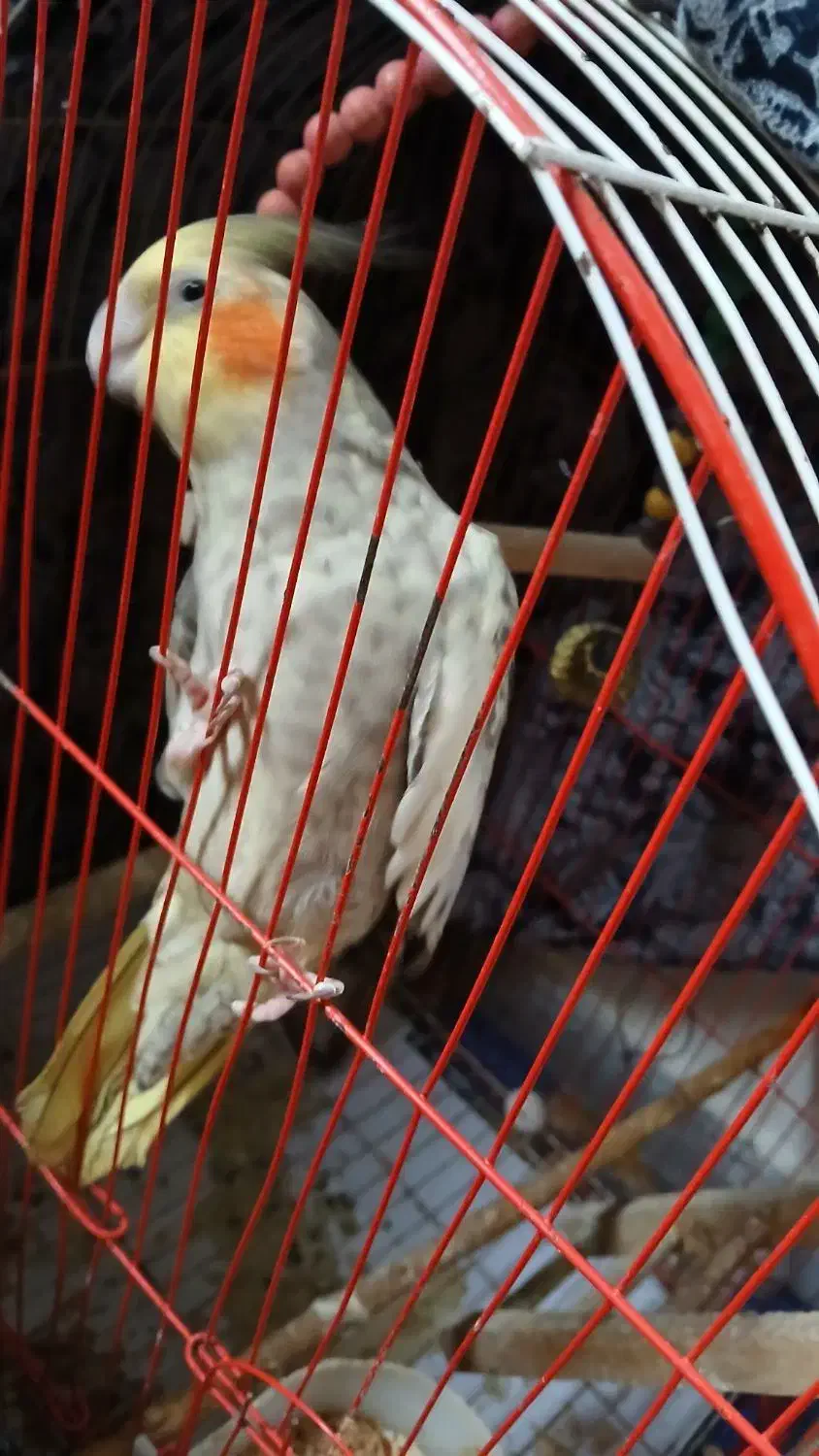 عروس نروماده و۲عددجوجه۱ماهه|پرنده|صومعهسرا, |دیوار