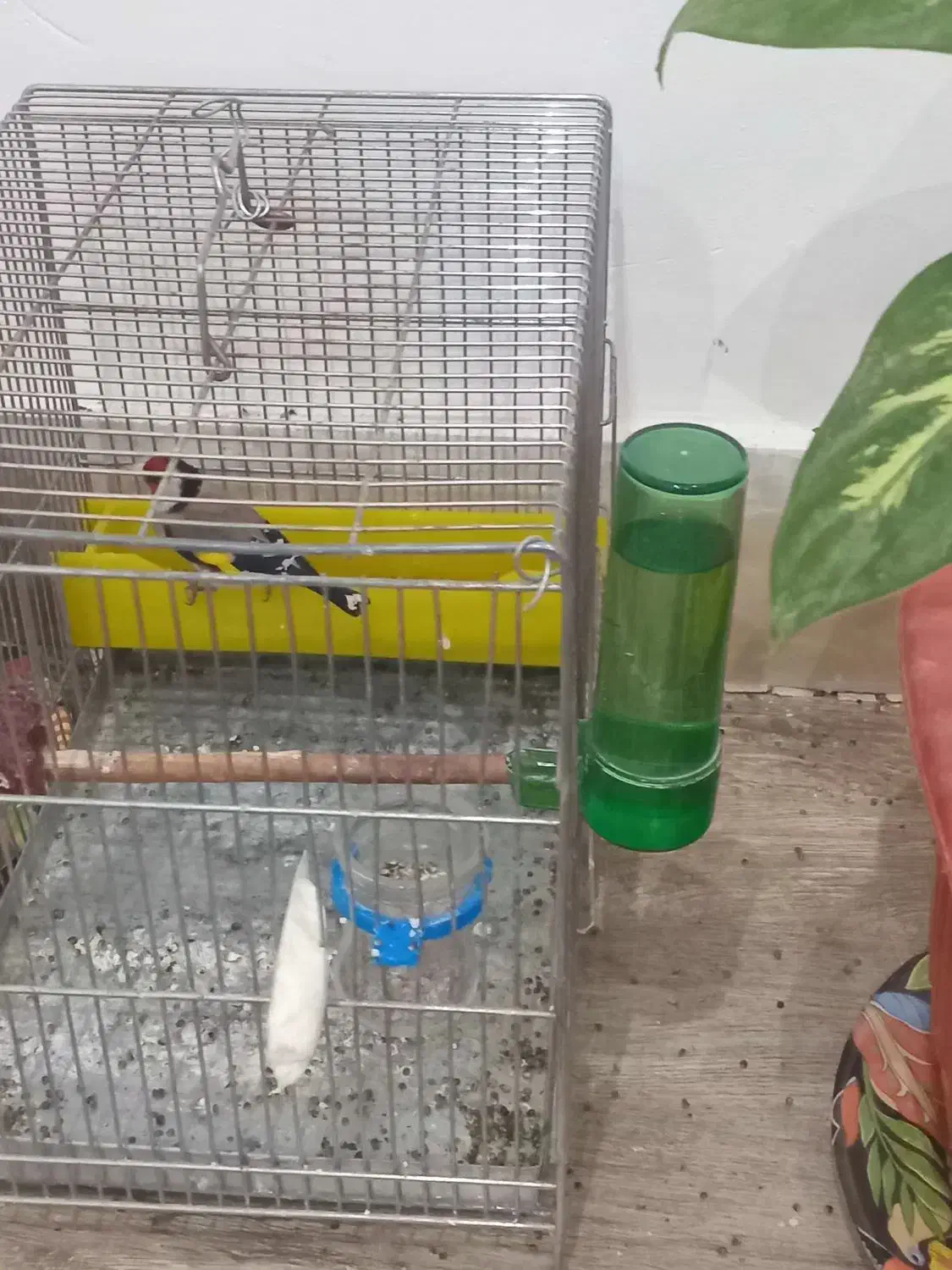 ربیعی|پرنده|اراک, |دیوار