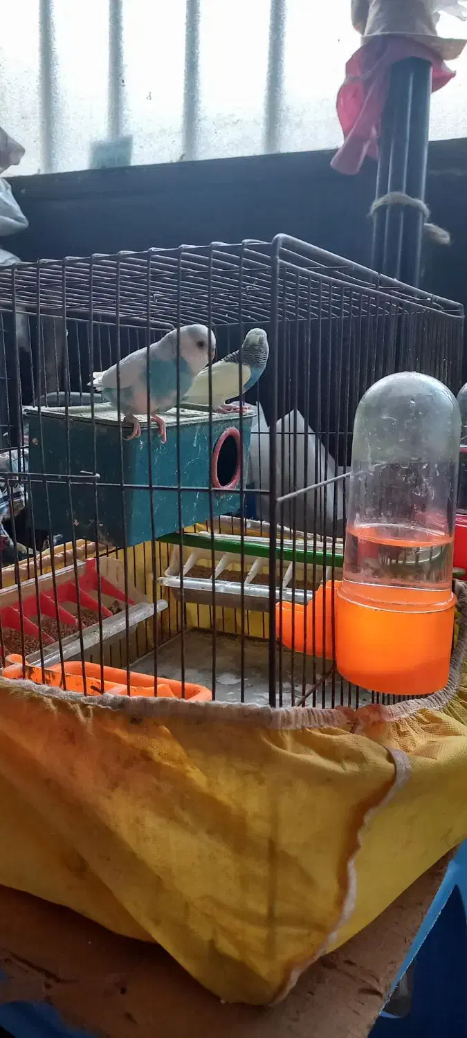 مرغ عشق|پرنده|رشت, آب و برق|دیوار