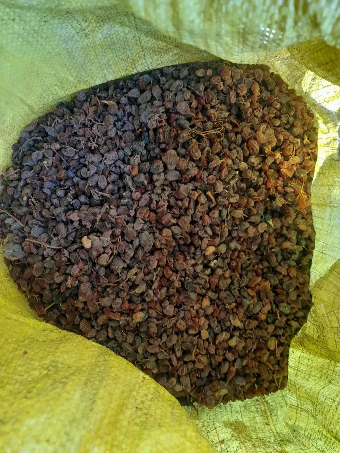 کشمش شیره دار ضایعات|خوردنی و آشامیدنی|مشگین شهر, |دیوار