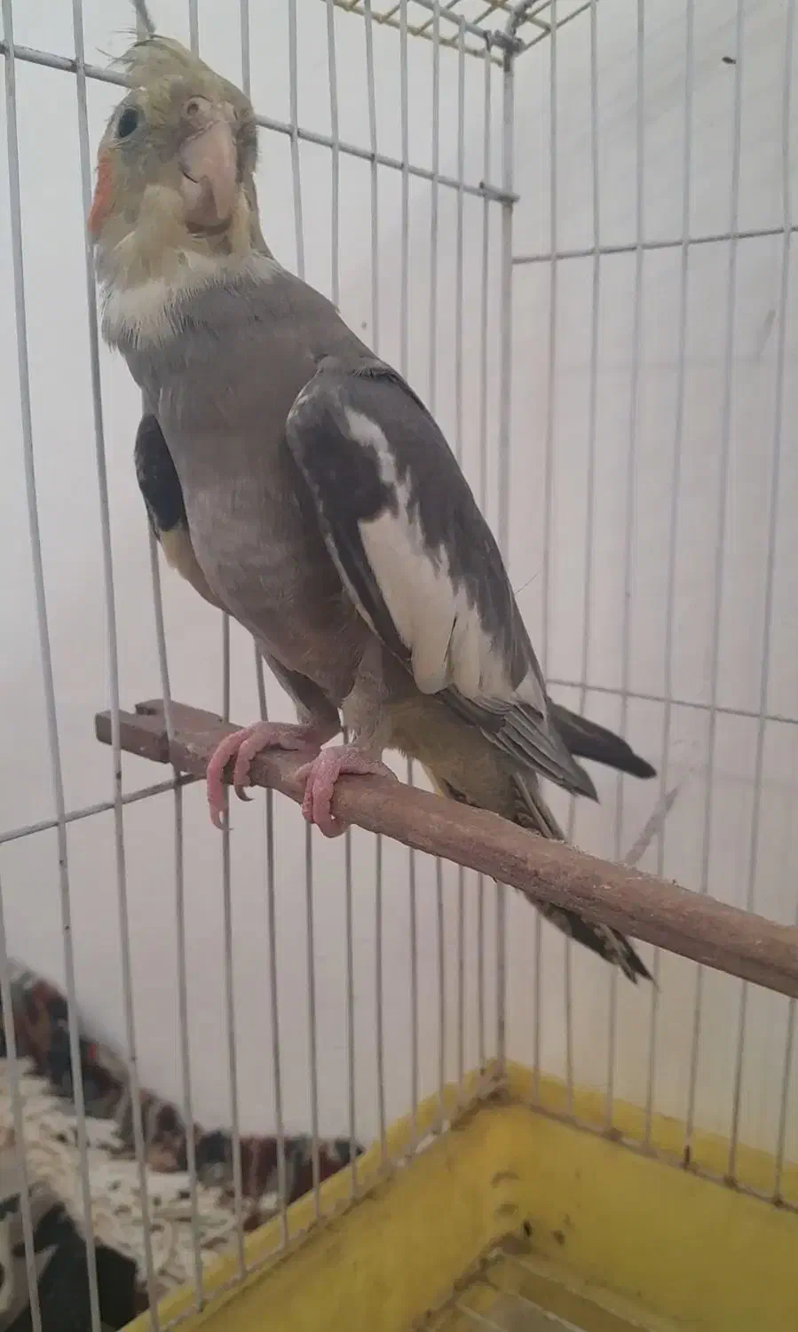 عروس سخنگو|پرنده|سنگر, |دیوار