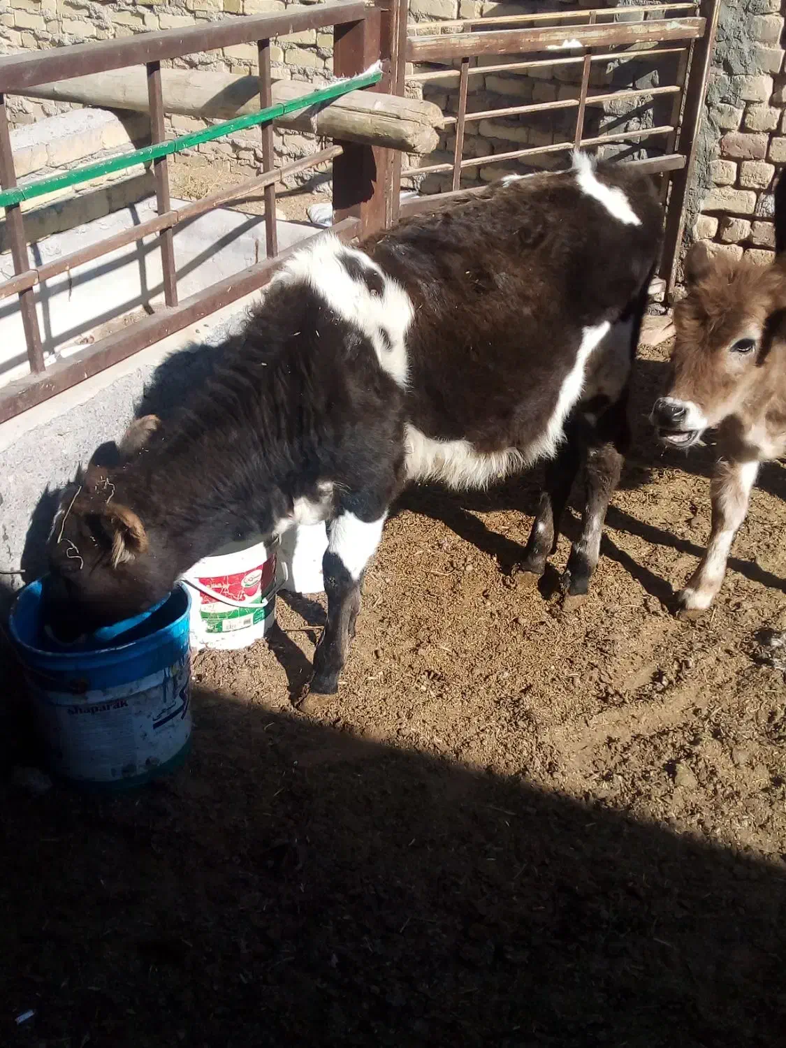 گوساله ماده|حیوانات مزرعه|اراک, |دیوار