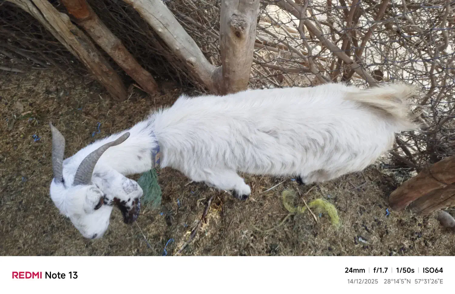 بز ابستن|حیوانات مزرعه|بلوک, |دیوار