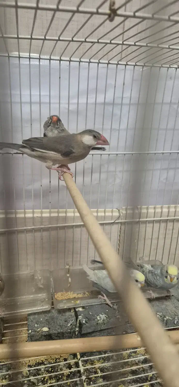 نرگسی و رنگین کمانی|پرنده|زاهدان, |دیوار