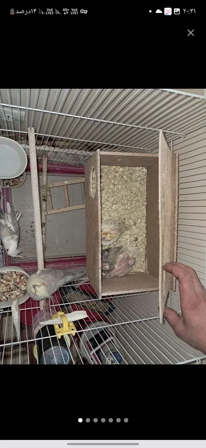 عروس هلندی مولد معاوضه|پرنده|خمینیشهر, |دیوار