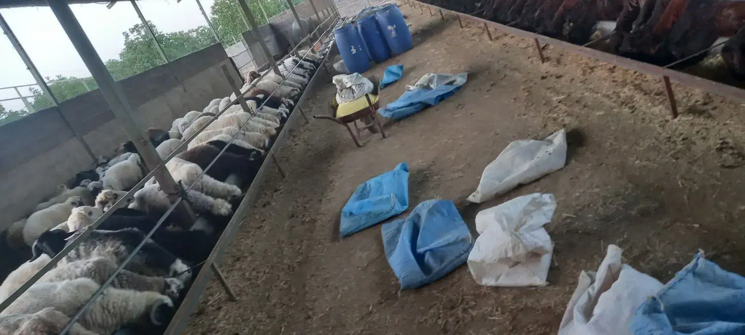 فروش ۲۰۰راس بره|حیوانات مزرعه|شیراز, آبیاری|دیوار