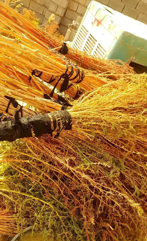 انواع  مدل مو|لوازم نظافت|تربت جام, بیست متری منبع آب|دیوار