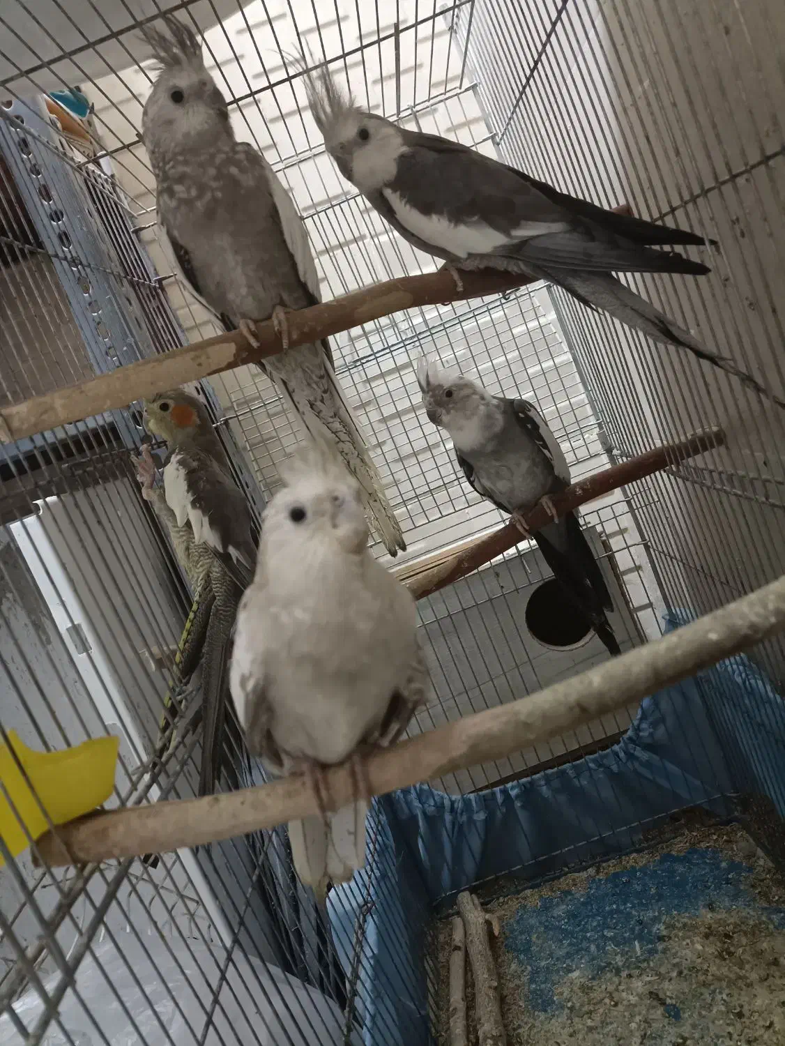 فروش عروس معاوضه دم سفید اشعل|پرنده|بهبهان, |دیوار