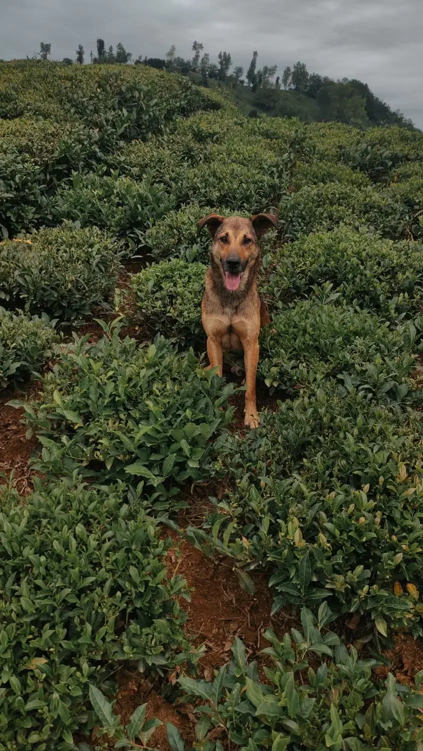 سگ گمشده مژدگانی برای یابنده|سگ|املش, |دیوار