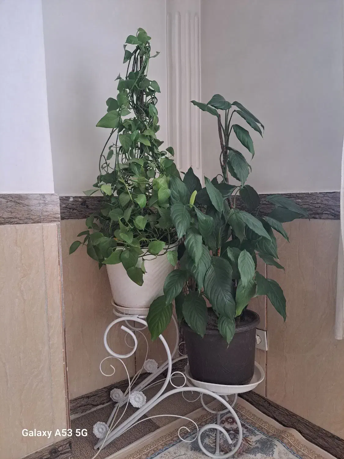 گل طبیعی|گل و گیاه طبیعی|بانه, |دیوار