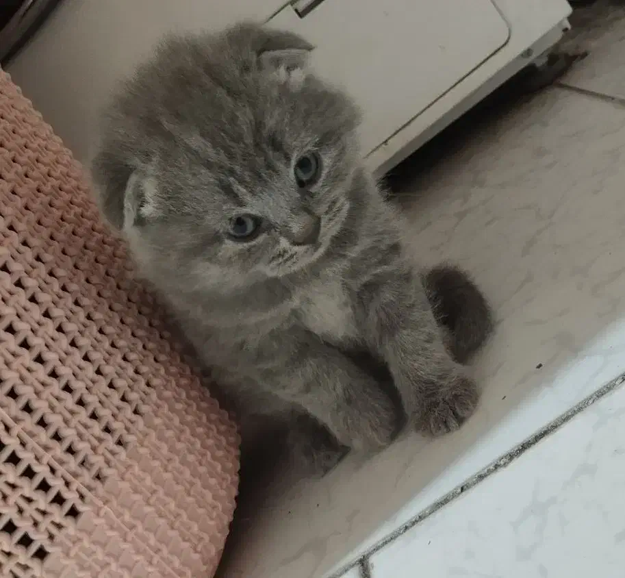 اسکاتیش فولد و استریت دو سر شجره فول|گربه|بیرجند, |دیوار