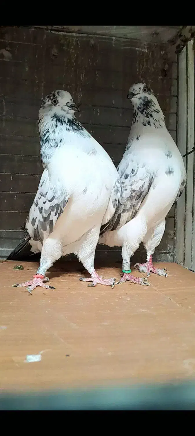 کبوتردونسته پرش سنگین به شرط وباضمانت تضمین صددرصد|پرنده|ری, شهید بهشتی|دیوار