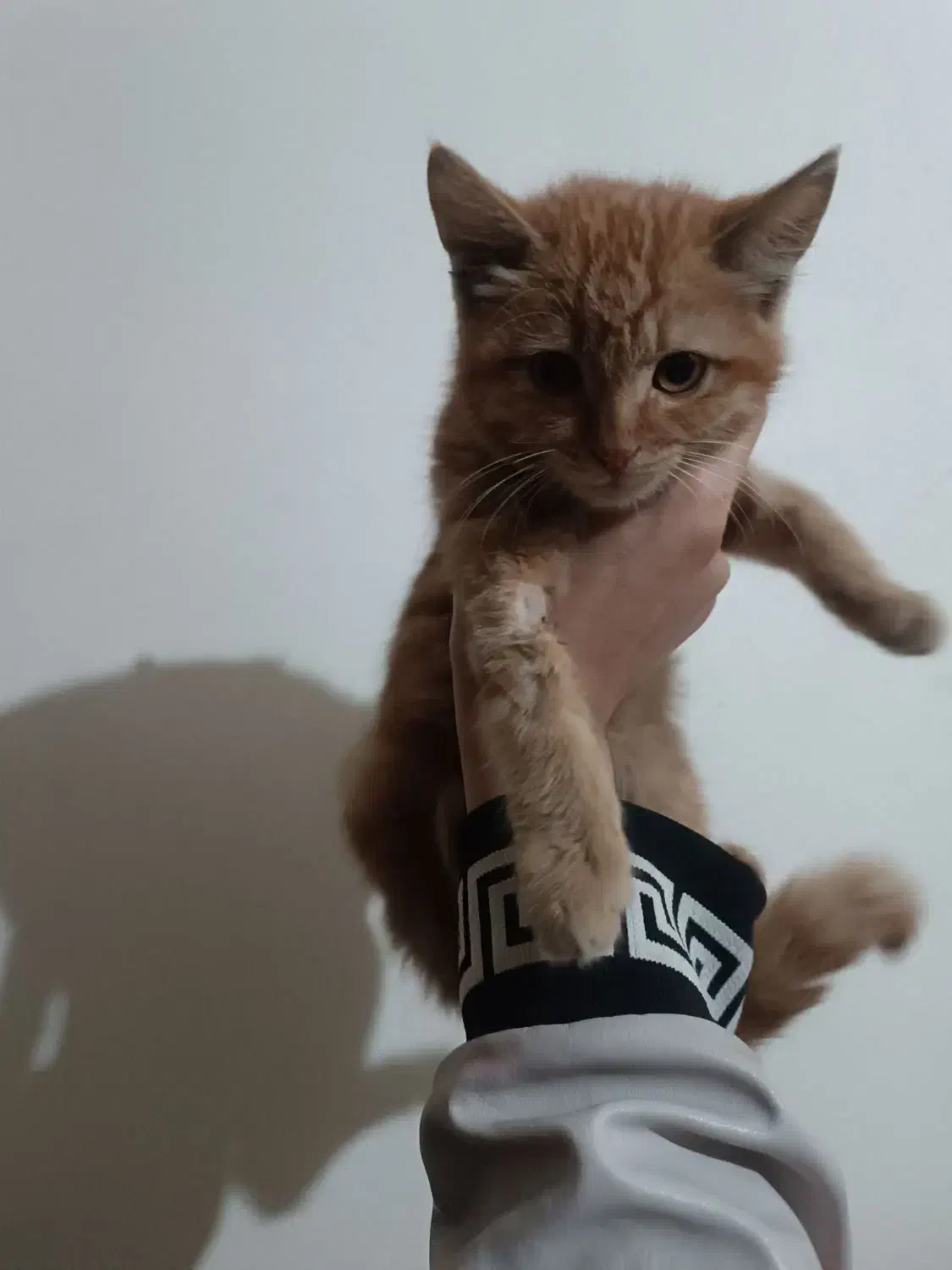 واگذاری بچه گربه دوماهه|گربه|تبریز, |دیوار