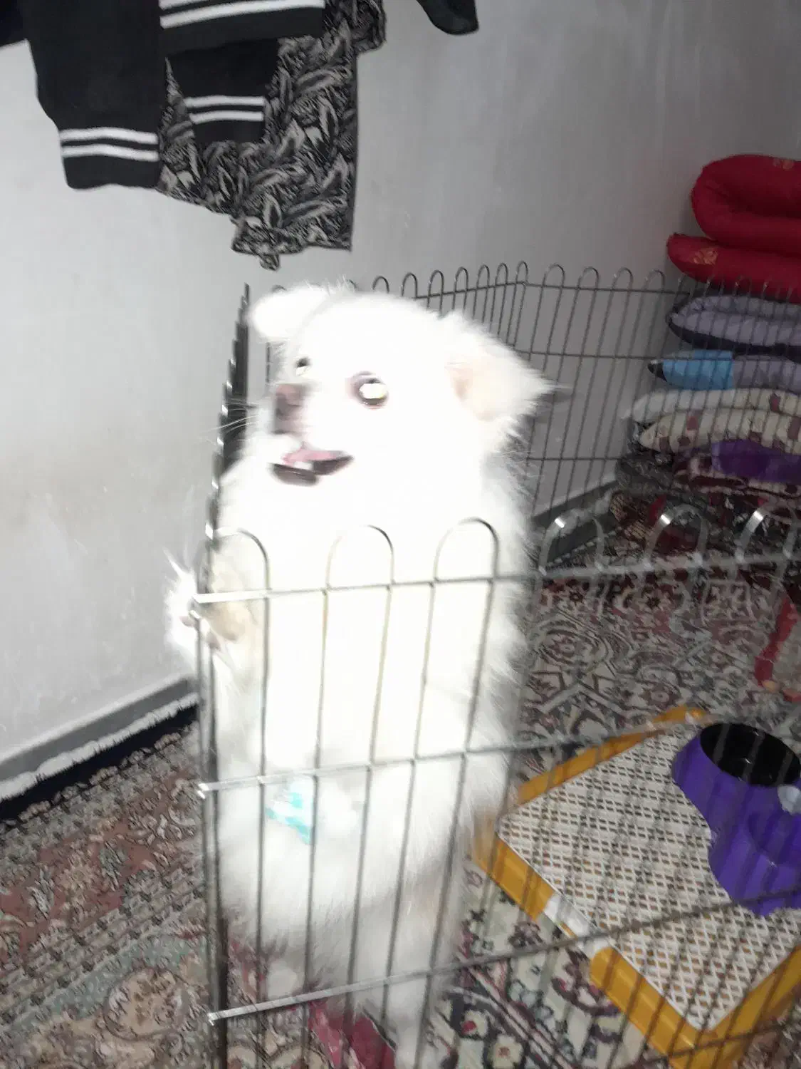 سگ پامری نر چهار ماهه هست قیمت اا میلیون|سگ|پارسآباد, |دیوار