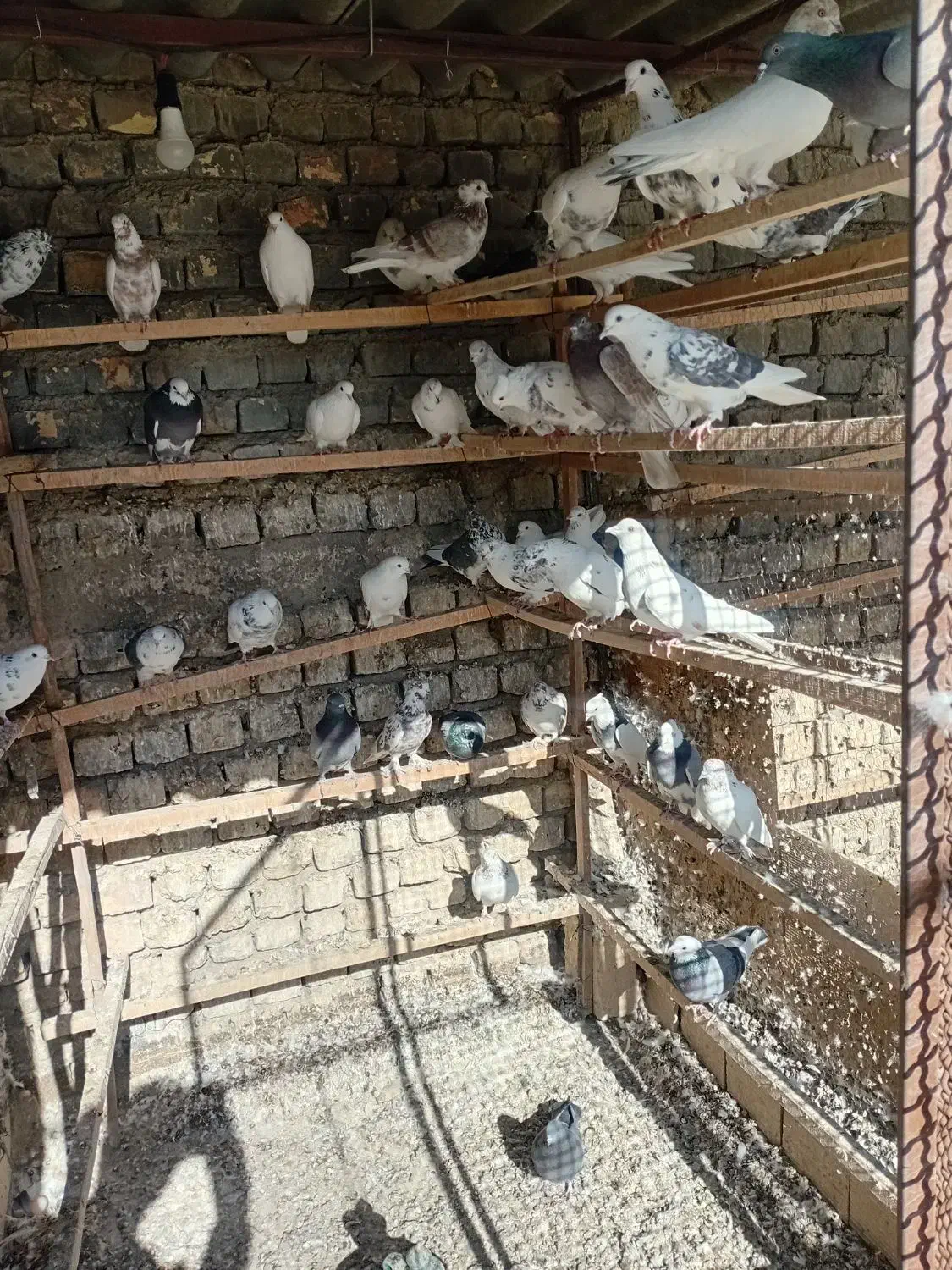 کبوتر|پرنده|اصفهان, زاجان|دیوار