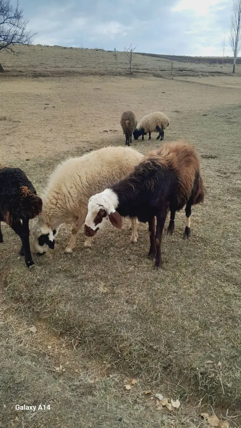 قوچ قزل افشار کله سفید منگوله دار|حیوانات مزرعه|سارال, |دیوار