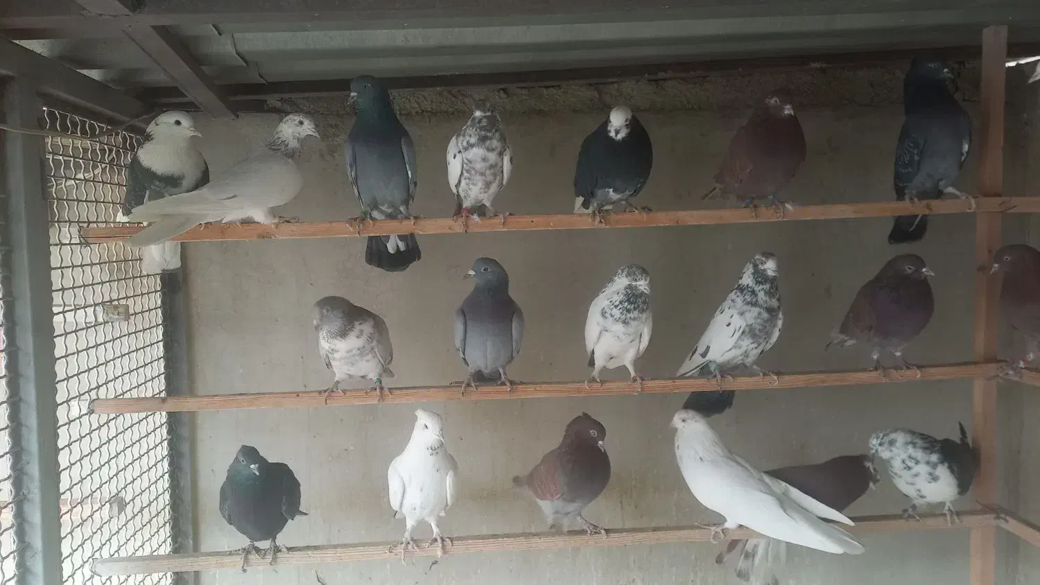 کبوتر|پرنده|تهران, یاخجی آباد|دیوار