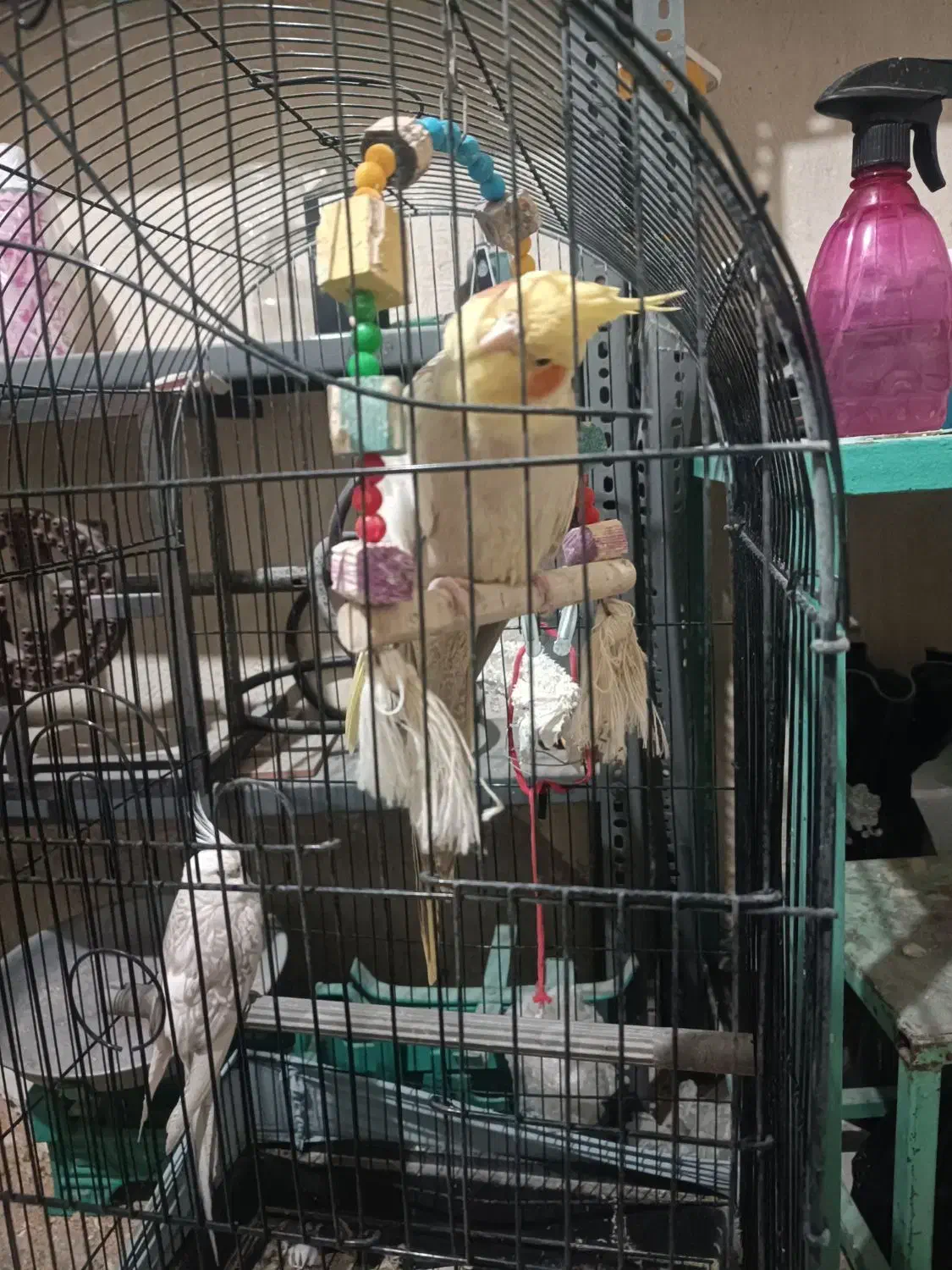 2500|پرنده|پلدختر, |دیوار