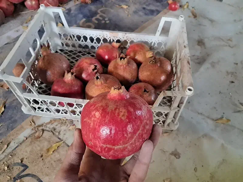 انار|خوردنی و آشامیدنی|اصفهان, قهجاورستان|دیوار