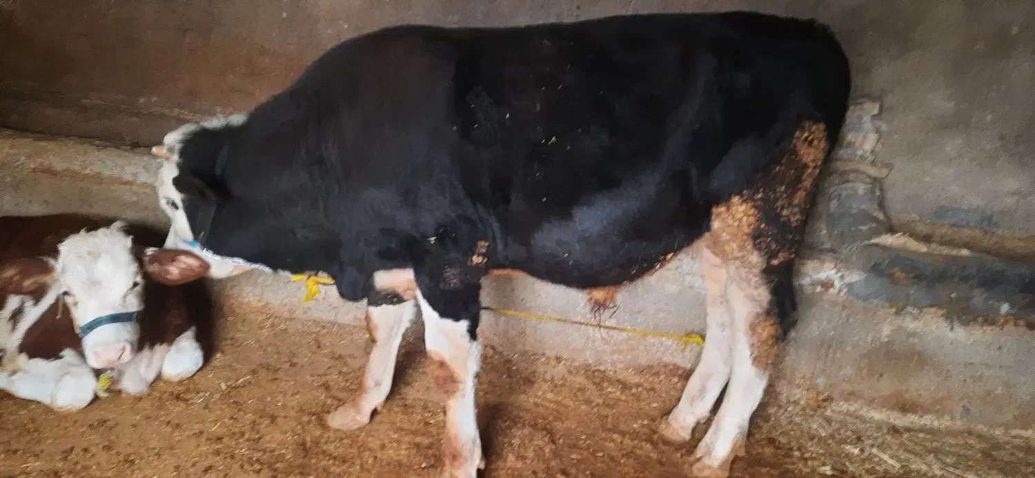 گوساله نر حدودا ۳۰۰ کیلو|حیوانات مزرعه|سرپل ذهاب, |دیوار