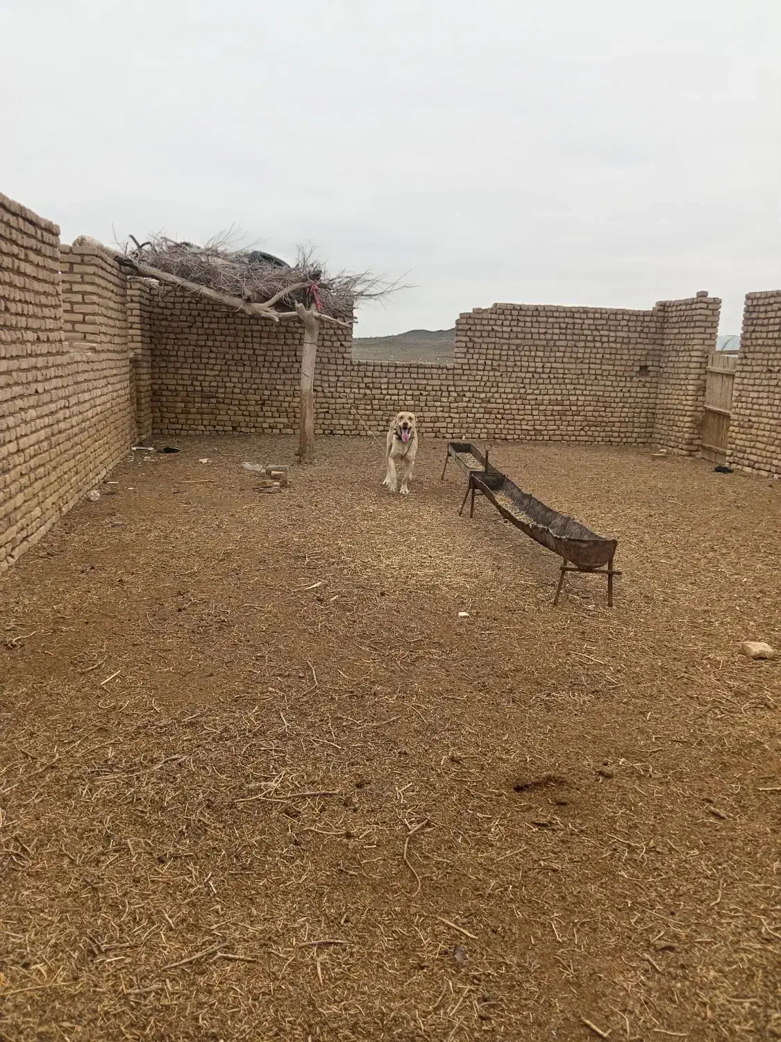 سگ درشت|سگ|بردسکن, |دیوار